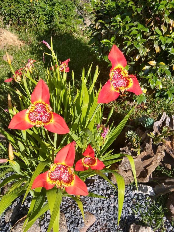 Chale Aroma Da Serra Monte Verde  Eksteriør bilde